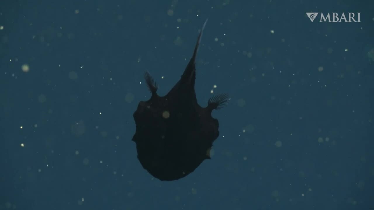 Cá siêu đen hiếm gặp bơi ở độ sâu gần 800 m