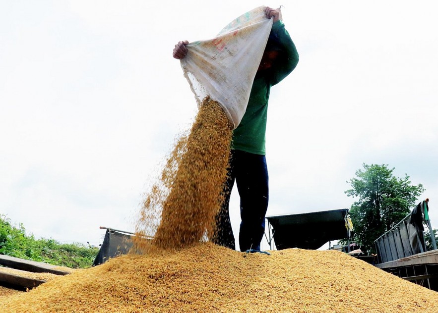 Ngày 24/1: Giá lúa giảm mạnh 600 đồng/kg, giá gạo ổn định